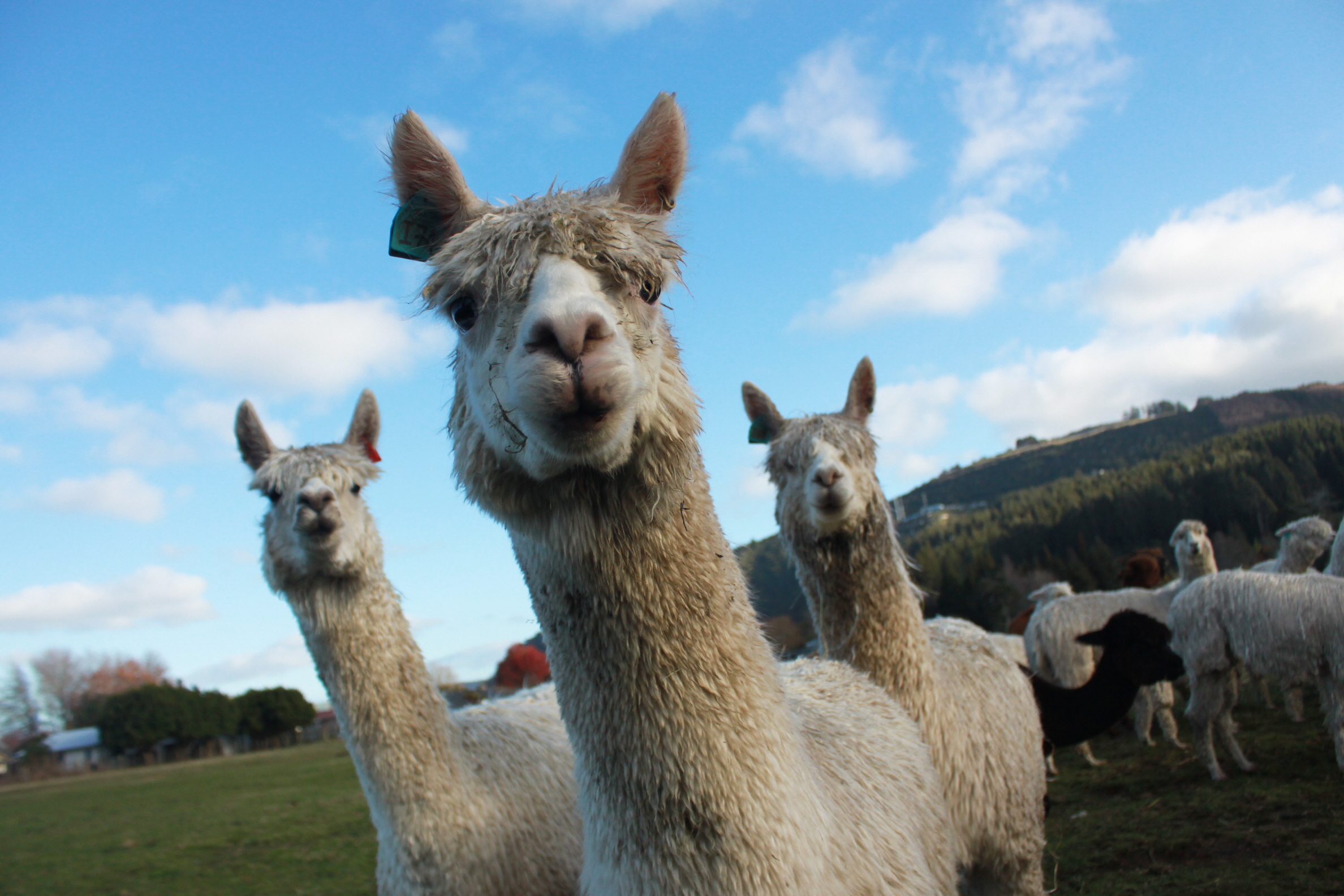 How about attractions in Rotorua for this school holidays?