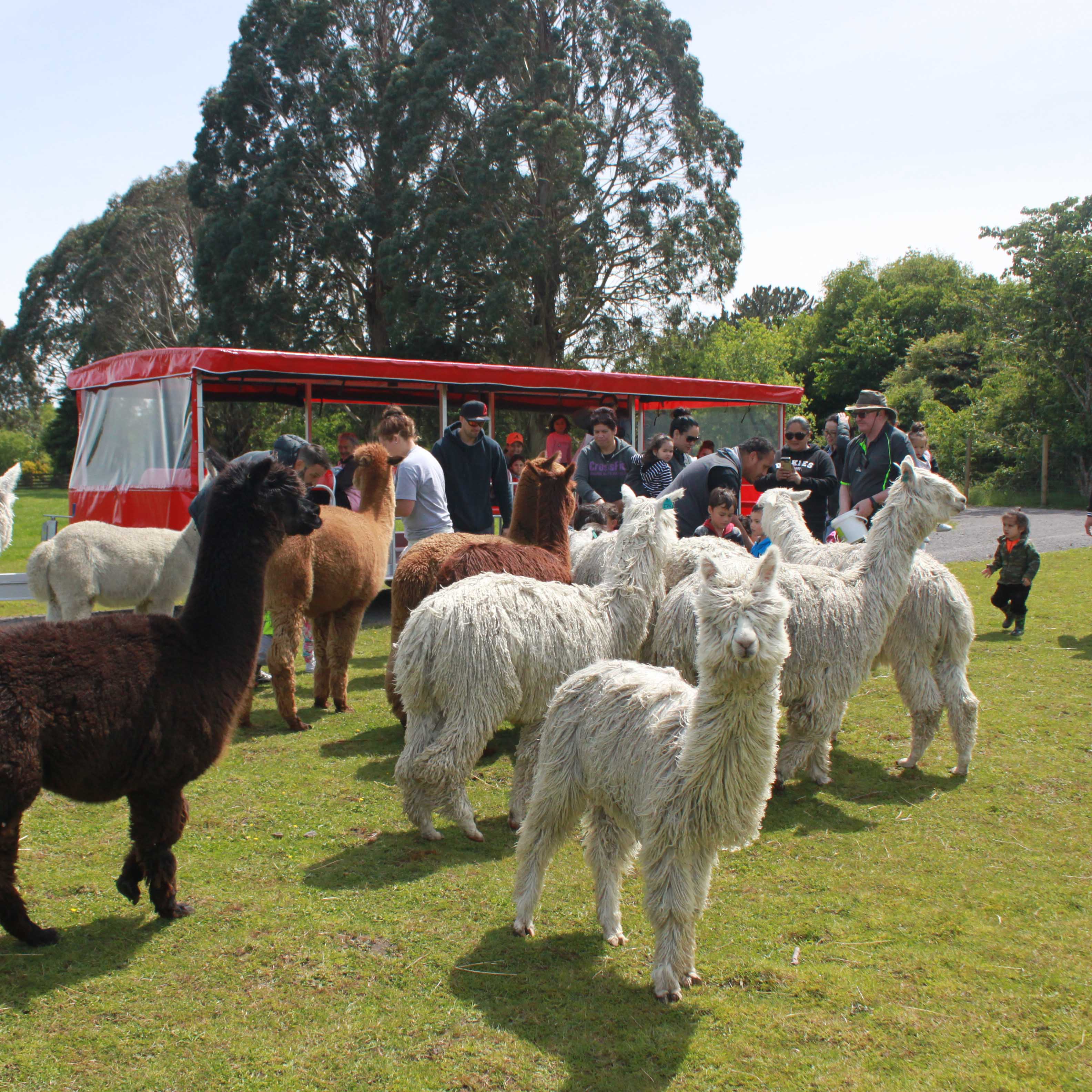 Nature-friendly Rotorua, activities for the summer holidays