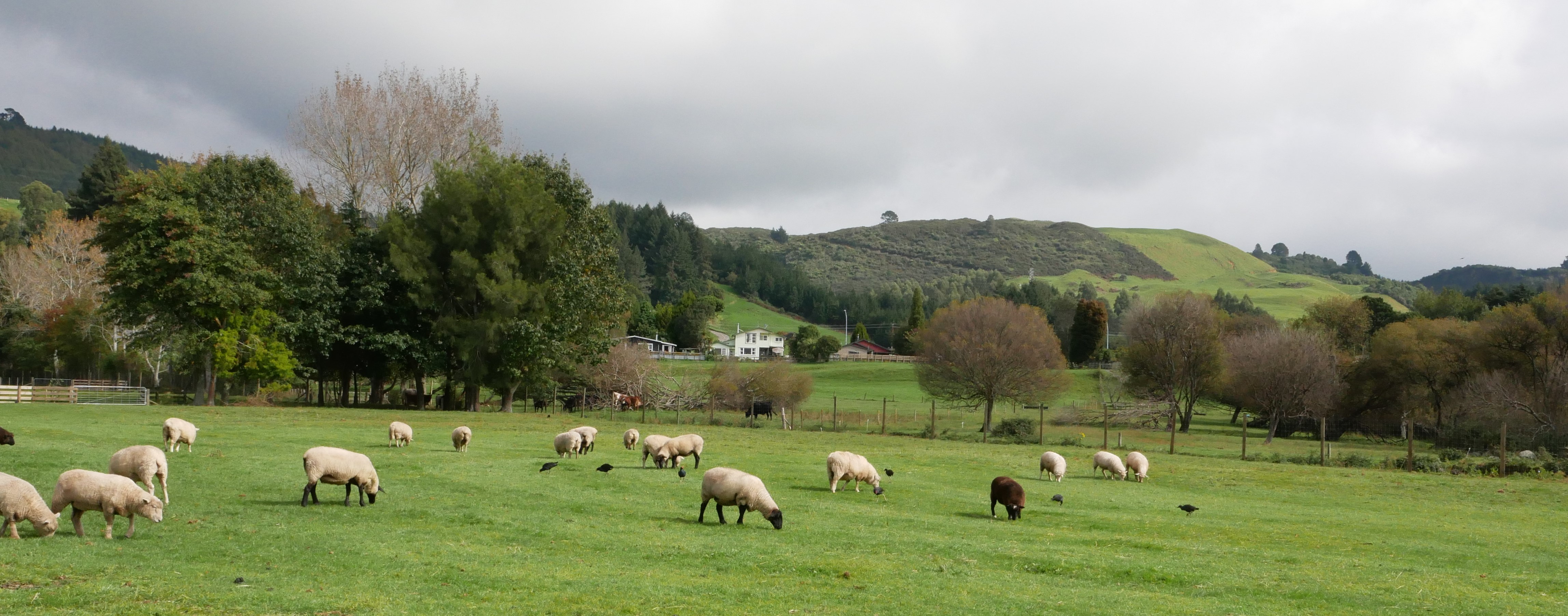 Kaitiakitanga & Manaakitanga