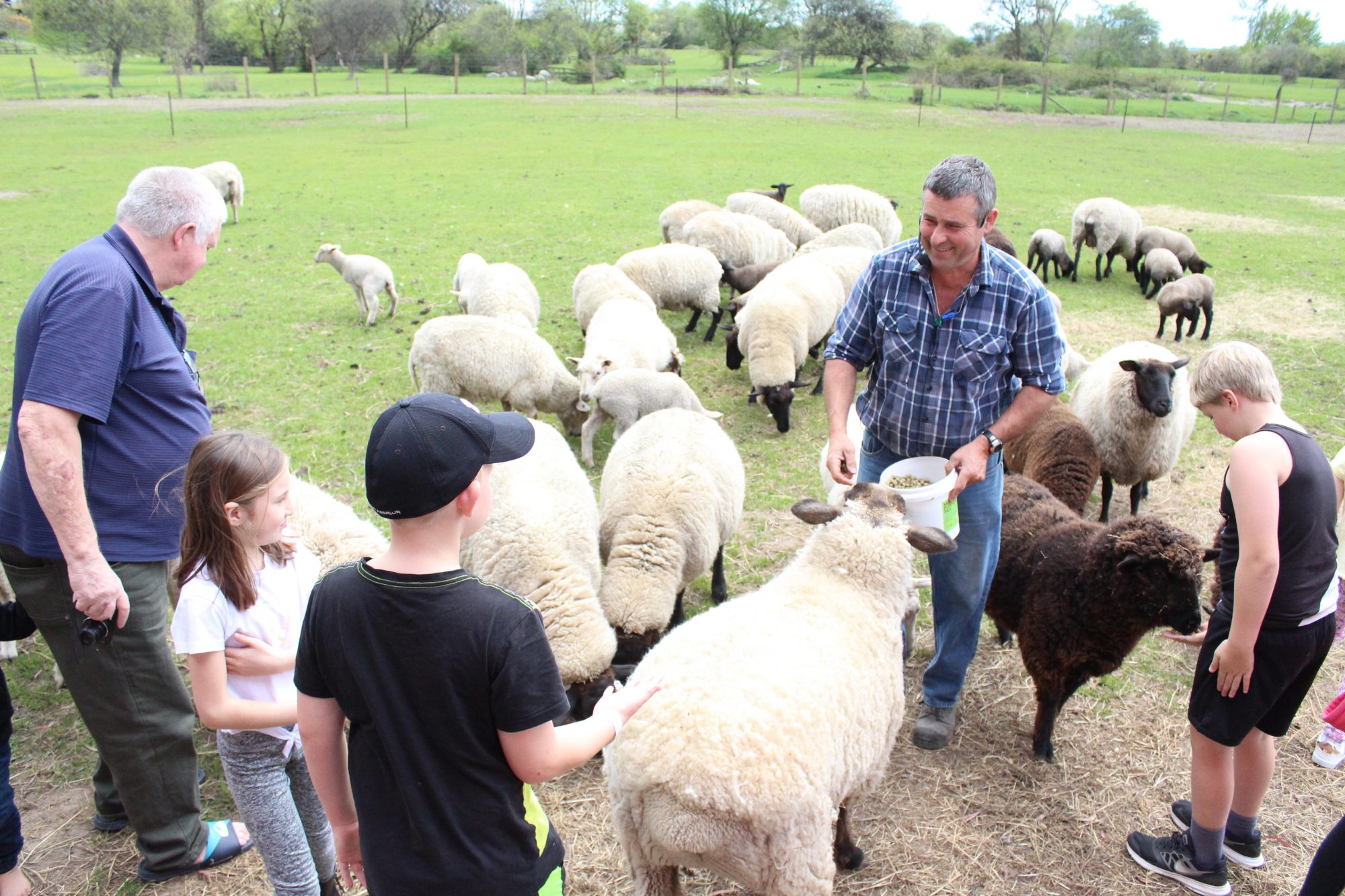 Rotorua attractions the farm tour