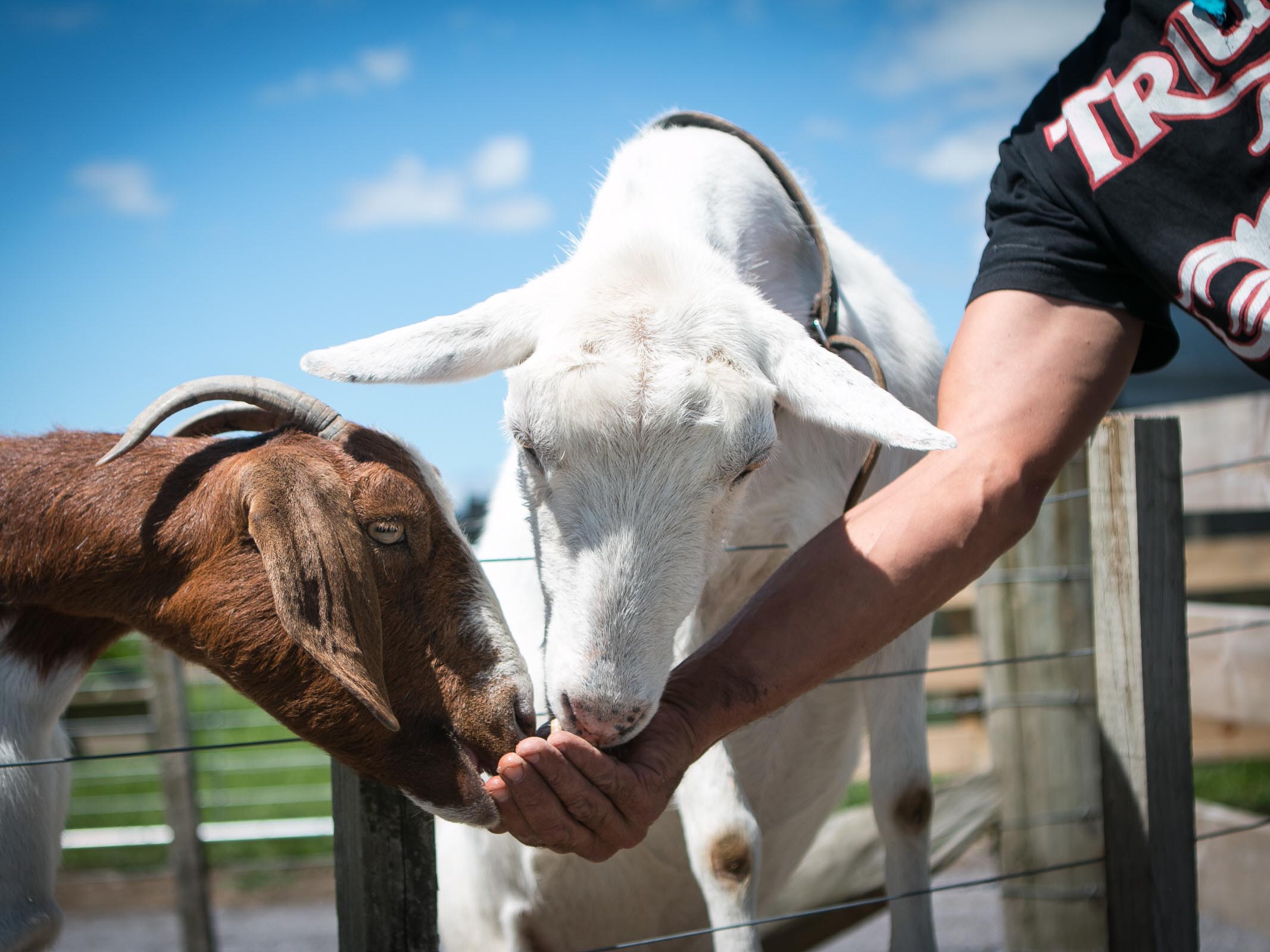 Farm Tour in Rotorua