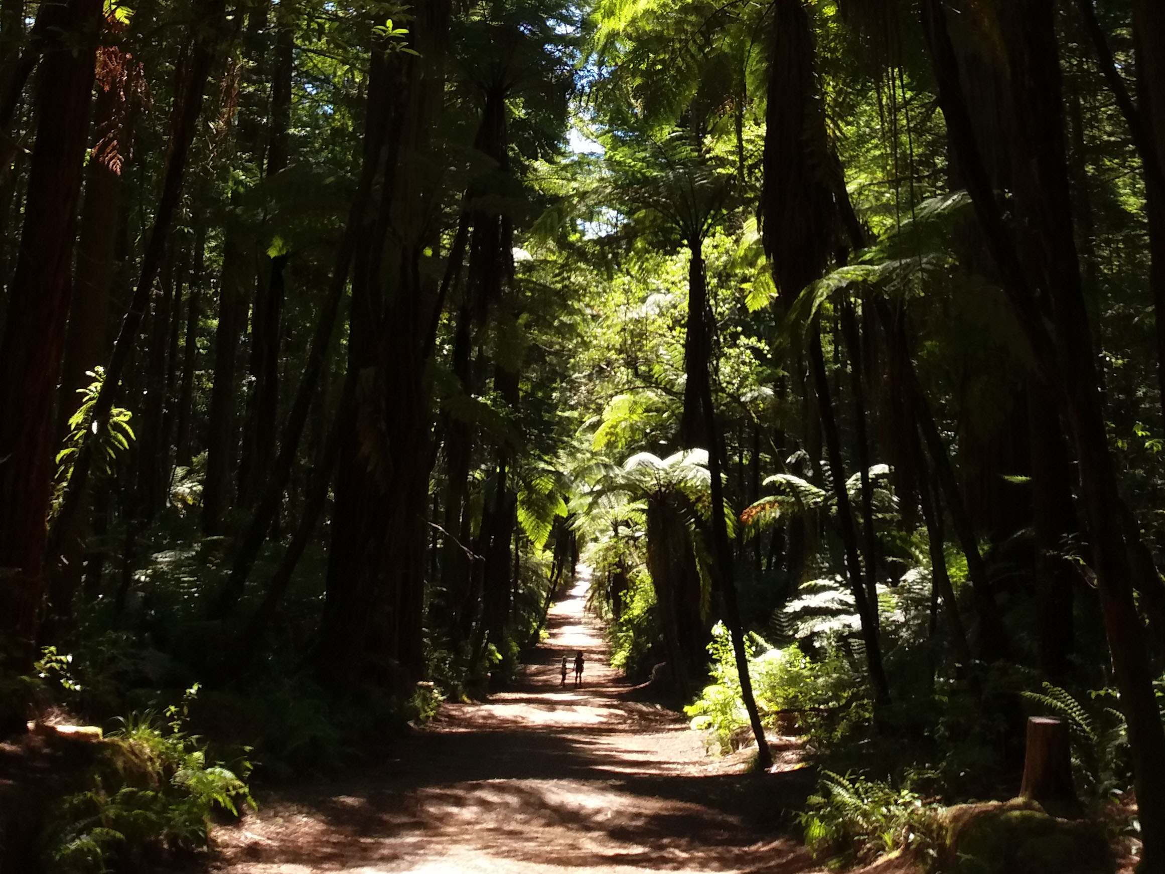 Redwoods 3D Trick art rotorua attraction