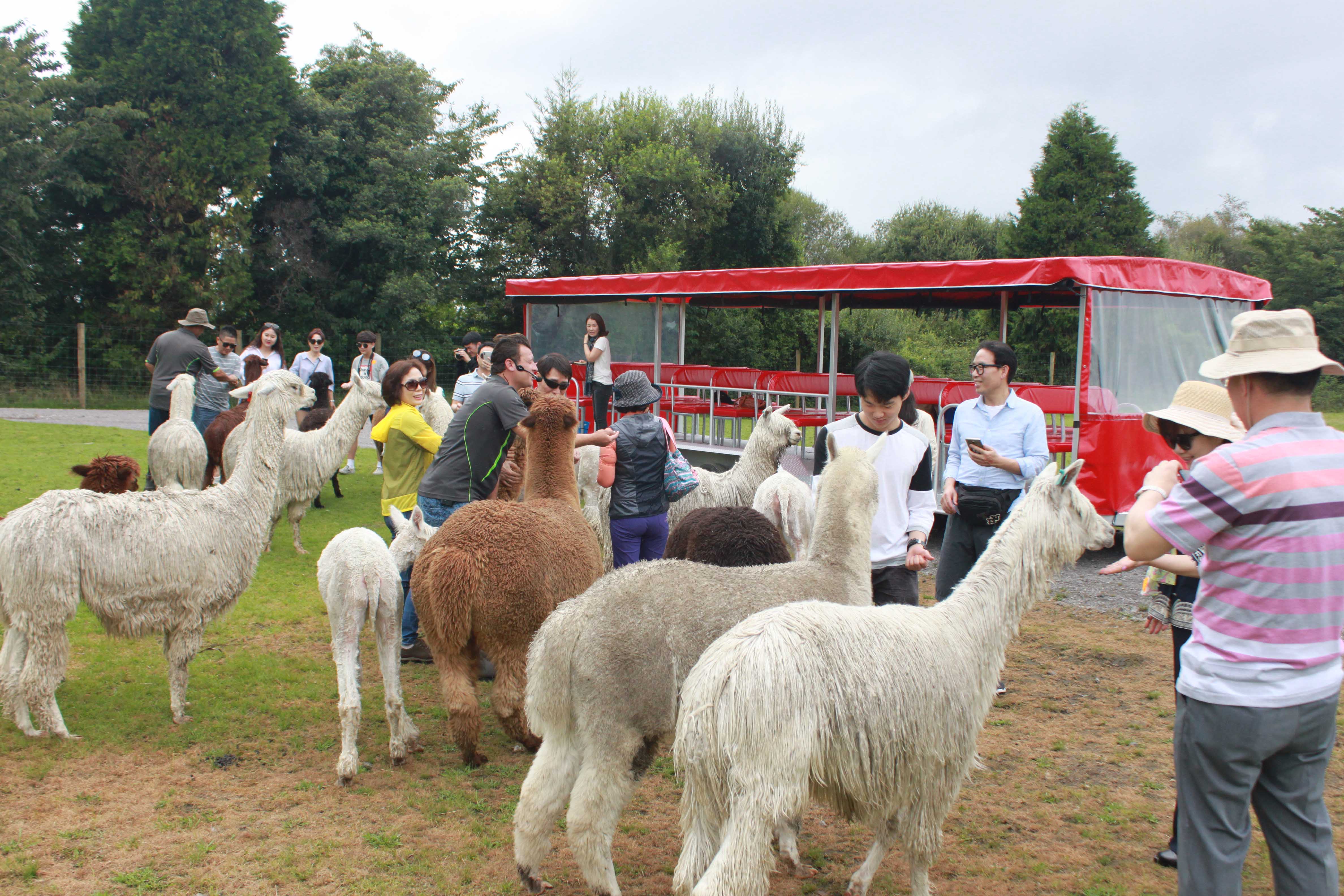 NewZealand Locals Day